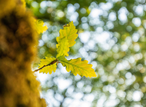 Oak leaves