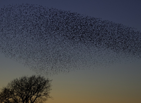 Large Starling (Sturnus Vulgaris) roost at sunset - Danny Green-2020VISION