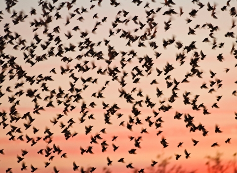 Starlings. David Tipling/2020VISION