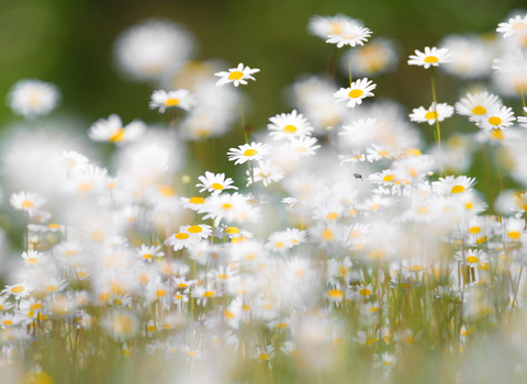 Wildflowers