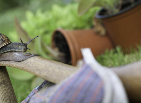 Gardening with wildlife, snail on gardening gloves, Tom Marshall