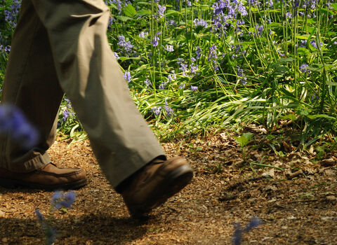 Bluebell woodland walk