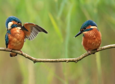 Kingfishers