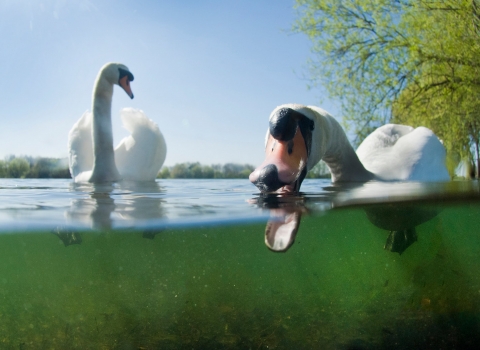 Mute swans. Jack Perks