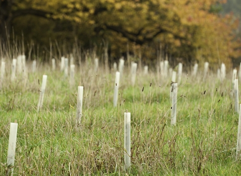 Tree planting