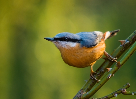 Nuthatch