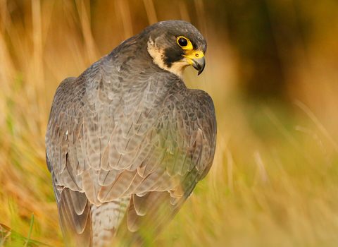 A peregrine falcon looks over it's shoulder