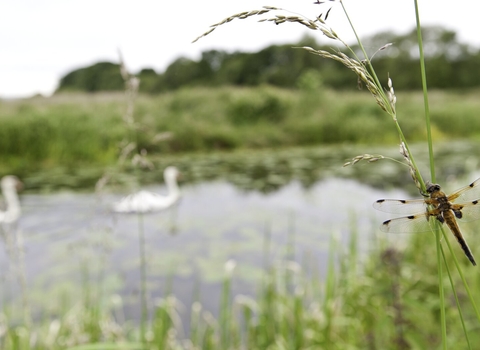 Dragonfly and swans