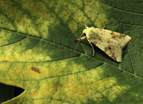 Sallow moth