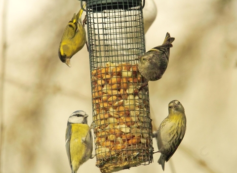 Siskin and blue tit, Derek Moore