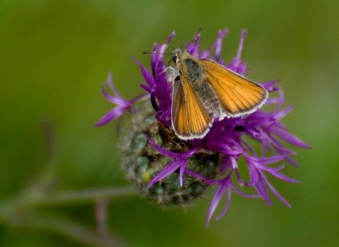 Small skipper butterfly. Zsuzsanna Bird