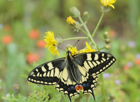 Swallowtail Butterfly. Terry Whittaker/2020VISION
