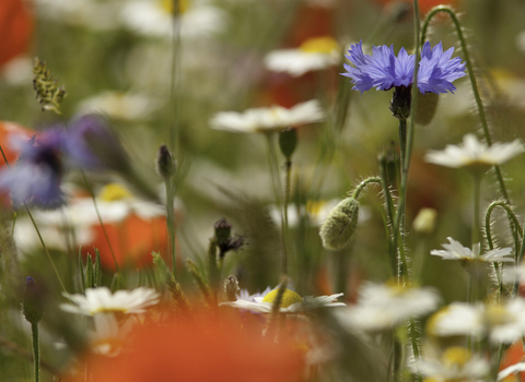 wildflowers