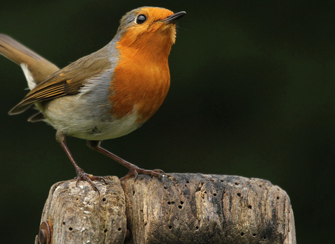 Robin resting on a spade - gift a Wildlife Trust membership and help local wildlife
