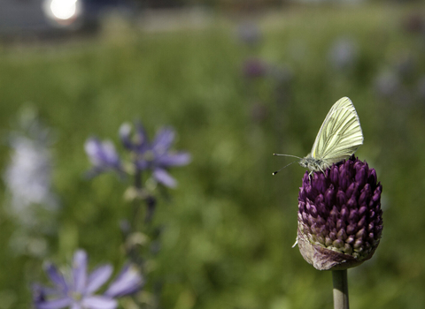 Urban flower with a butterfly