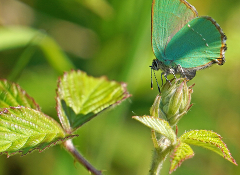 Green hairstreak